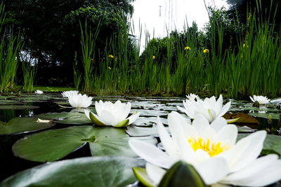 Water lily in lake