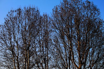 Low angle view of bare trees against sky