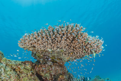 Coral reef and water plants in the red sea, eilat israel