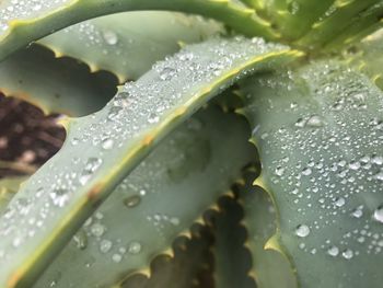 Close-up of water drops on leaf