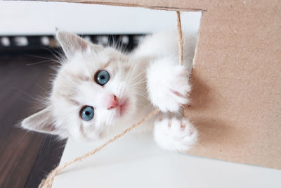 A close-up portrait of a little white kitten with blue eyes who plays with a jute thread