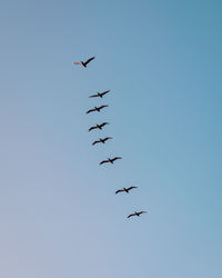 Low angle view of birds flying in sky