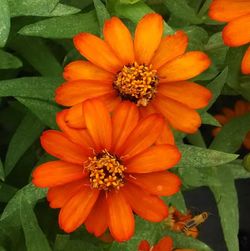 Close-up of red flower