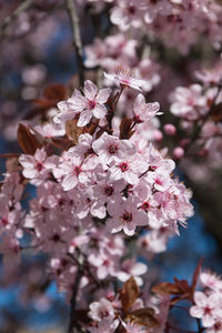 Close-up of pink cherry blossom