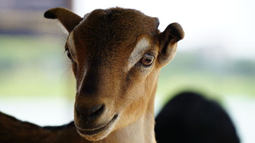 Close-up portrait of kid goat