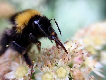 Close-up of bee on flower