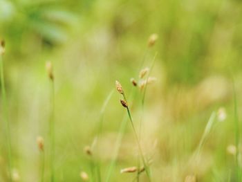 Close-up of insect on grass