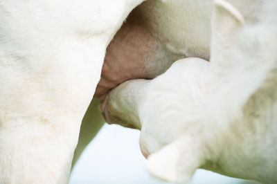 Close-up of foal feeding on horse