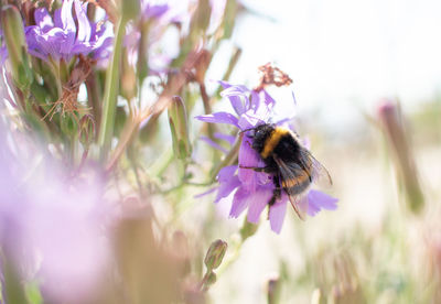 Close-up of bee pollinating on purple flower