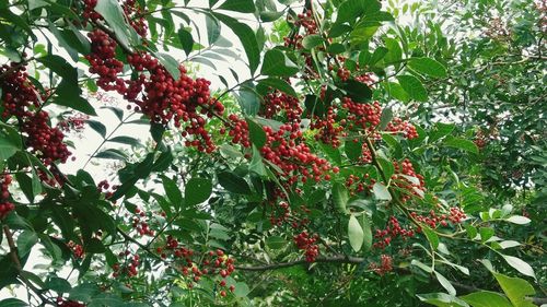 Low angle view of red flowers growing on tree