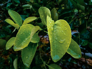 Close-up of raindrops on leaves