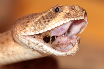 Close-up of lizard