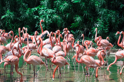 Flock of birds in the lake