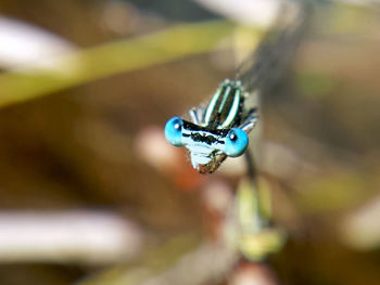 Macro shot of blue damselfly