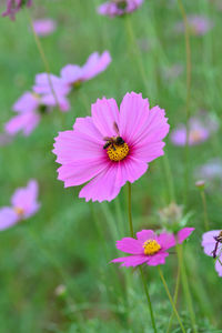 Close-up of cosmos flower blooming on field