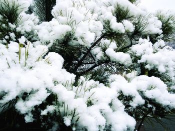 Close-up of snow on tree