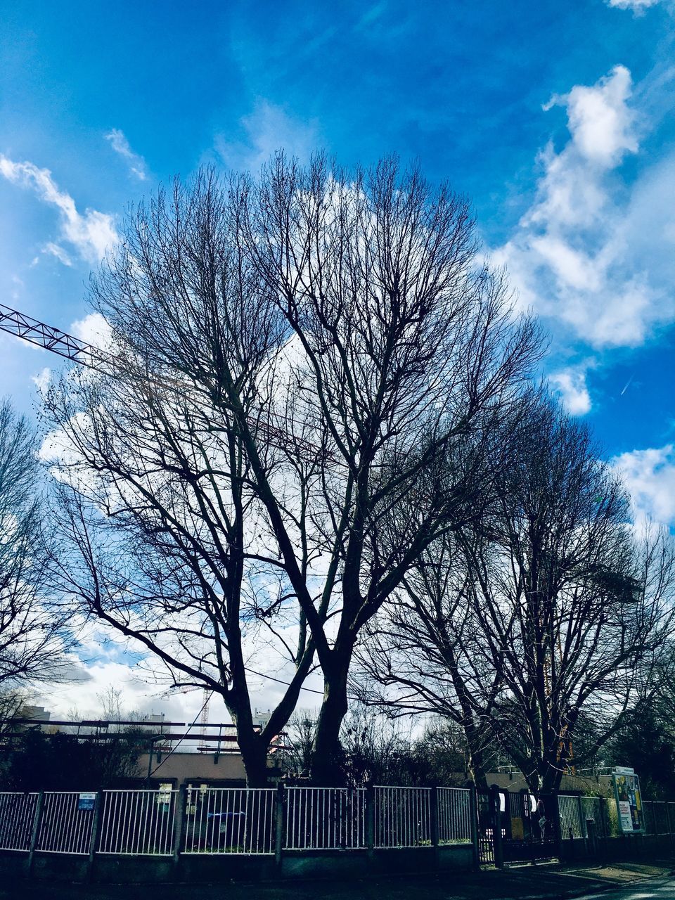 LOW ANGLE VIEW OF BARE TREES AND BUILDINGS AGAINST SKY