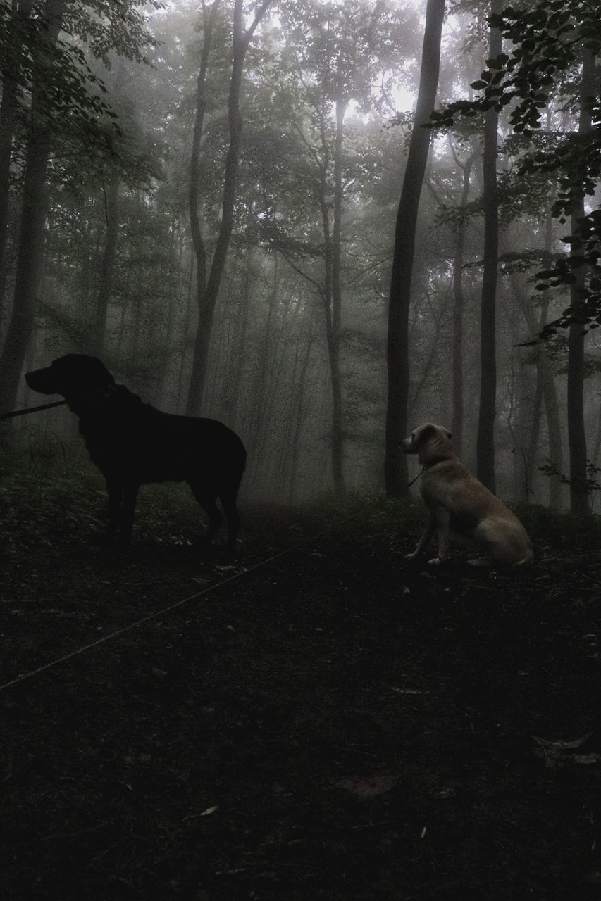 tree, animal, animal themes, darkness, mammal, plant, domestic animals, dog, pet, canine, land, nature, forest, one animal, animal wildlife, fog, black, no people, wildlife, full length, standing, day, morning, outdoors, tree trunk, sunlight, sky, woodland