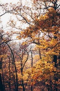 Low angle view of autumnal trees against sky