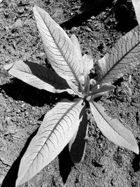 High angle view of dry leaves on field