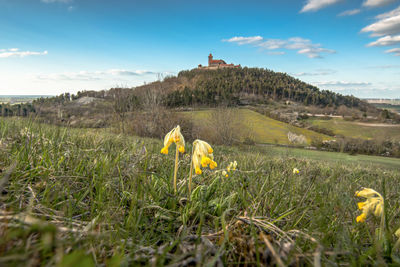 Yellow flowering plants on field against sky