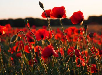 Close-up of red poppy flowers in field