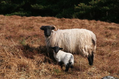 Sheep standing on field