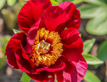 Close-up of red hibiscus blooming outdoors