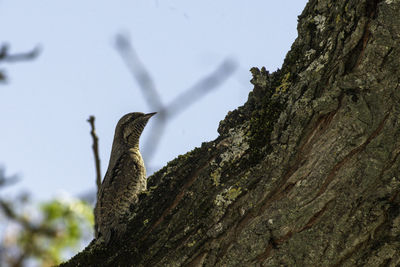 Low angle view of bird perching on tree trunk