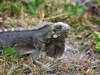 Close-up of iguana on field