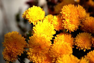 Close-up of yellow flowers blooming outdoors