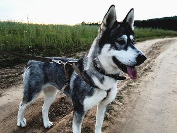 Dog on field against sky