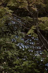 plant