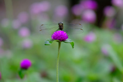 Close-up of honey bee on purple flower