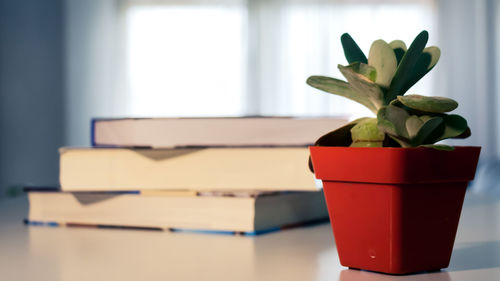 Close-up of potted plant on table at home