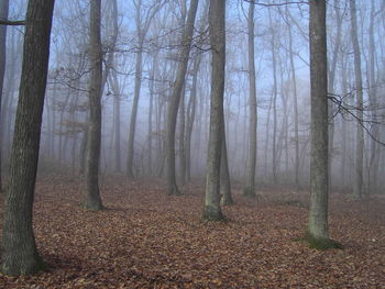 Trees in forest during autumn