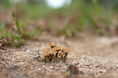 Close-up of mushroom on field