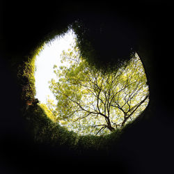 Low angle view of silhouette trees against sky