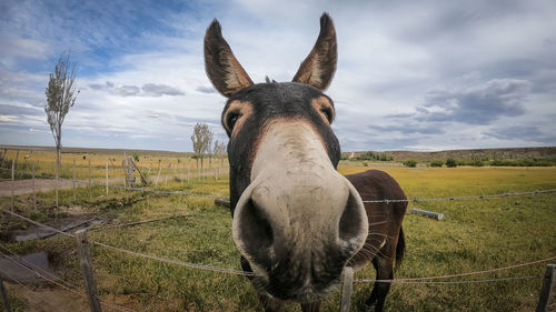 Portrait of horse on field against sky