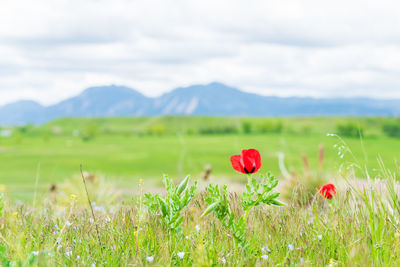 Red poppy flowers on field against sky