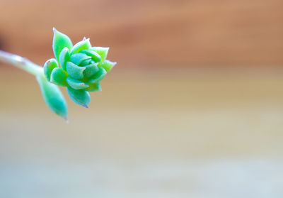 Close-up of green plant