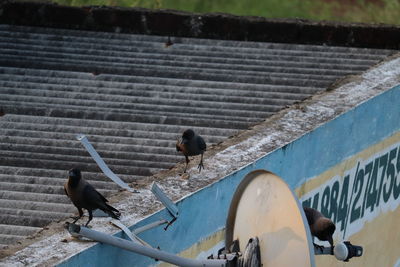 High angle view of pigeons perching on wall