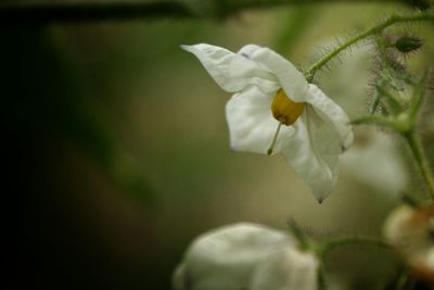 Close-up of white flowers blooming outdoors