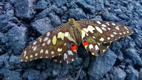 Close-up of butterfly perching on leaf