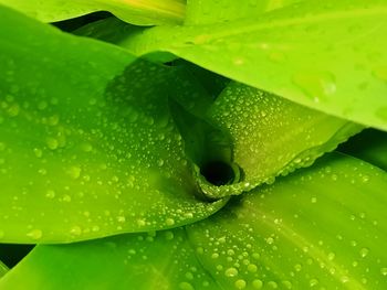 Close-up of raindrops on leaves