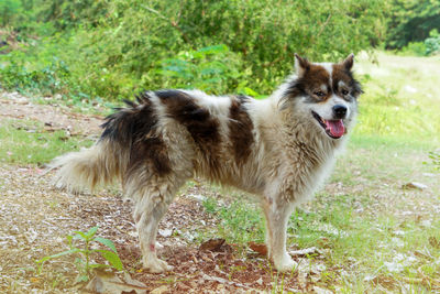 View of dog standing on field