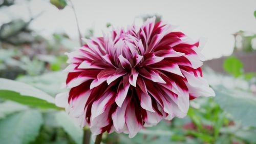 Close-up of pink flower