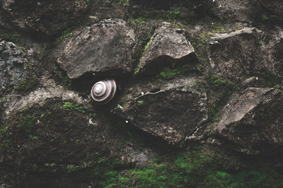 Close-up of snail on rock