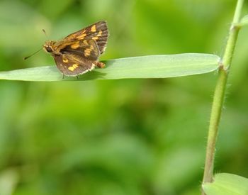 Close-up of butterfly on leaf