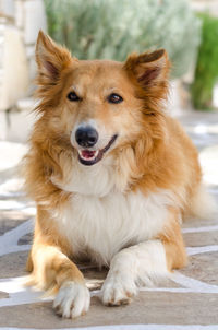 Close-up portrait of dog